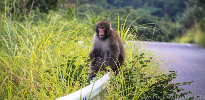 Monkey on my road