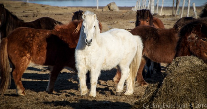 Icelandic horses