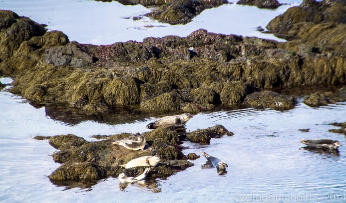 Seals
