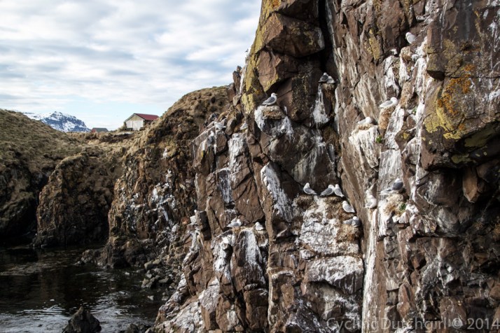 Seagulls on the rocks