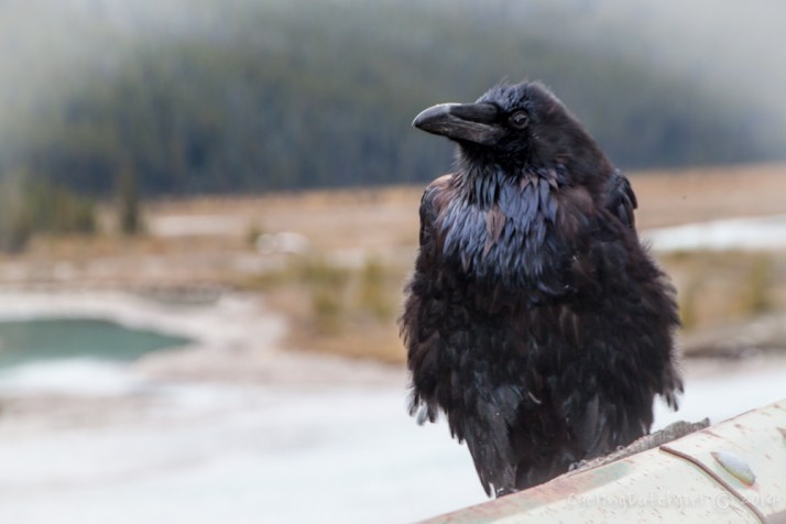 raven