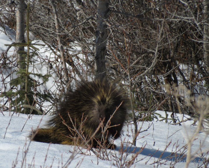 porcupine