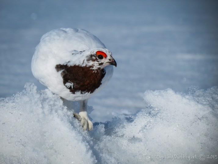 Ptarmigan