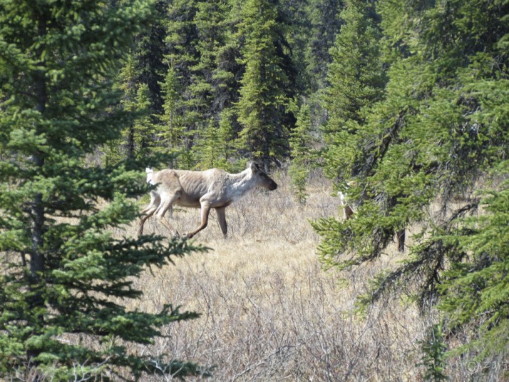 Caribou