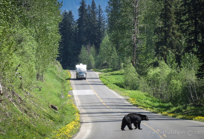 Bear in the middle of the road