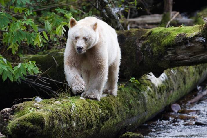 Kermode Bear