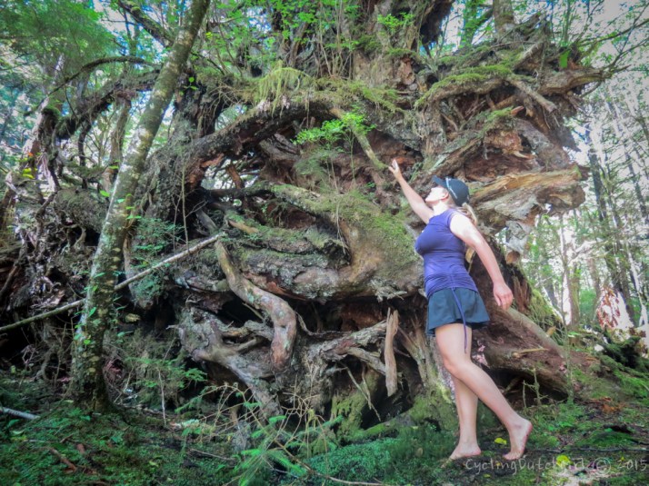 Away with the fairies