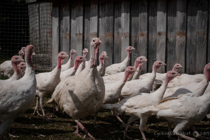 Turkeys