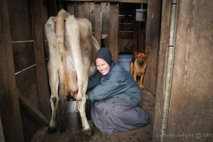 Me milking a cow.