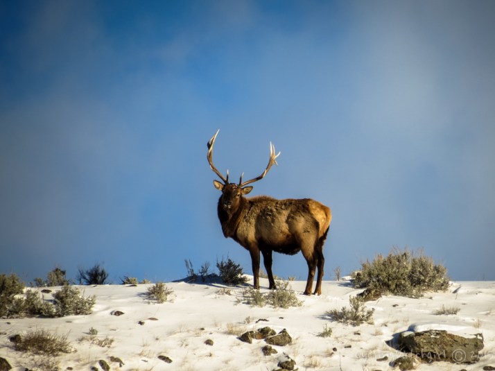 Elk
