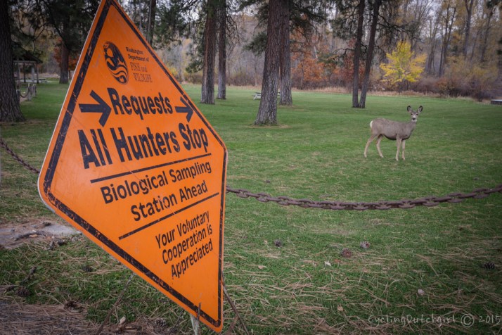 Bad place for a deer