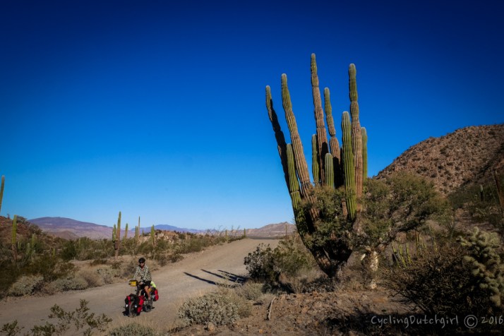 Flavien and the cactus