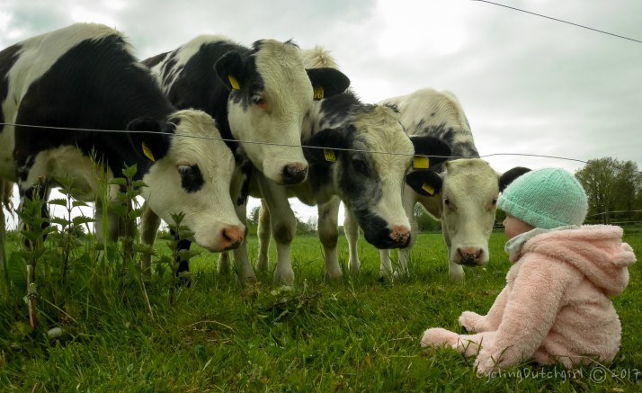 babe the cow whisperer
